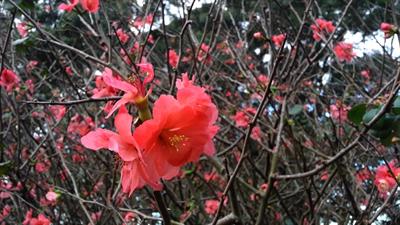 Chaenomeles speciosa